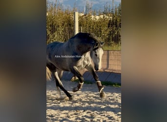 PRE Mestizo, Semental, 3 años, 163 cm, Tordo