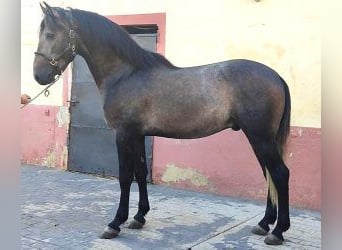 PRE Mestizo, Semental, 3 años, 163 cm, Tordo