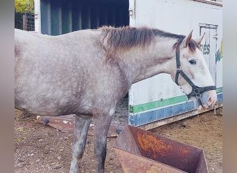 PRE Mestizo, Semental, 3 años, 163 cm, Tordo