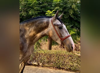 PRE Mestizo, Semental, 3 años, 163 cm, Tordo