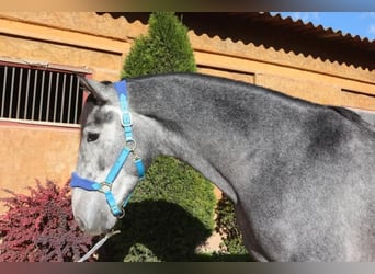 PRE Mestizo, Semental, 3 años, 163 cm, Tordo