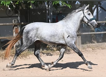 PRE Mestizo, Semental, 3 años, 163 cm, Tordo
