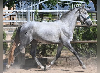 PRE Mestizo, Semental, 3 años, 163 cm, Tordo