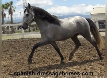PRE Mestizo, Semental, 3 años, 163 cm, Tordo