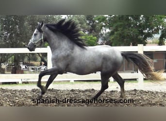 PRE Mestizo, Semental, 3 años, 163 cm, Tordo