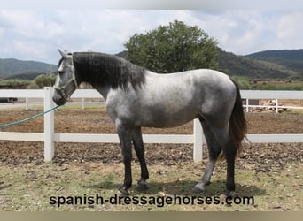 PRE Mestizo, Semental, 3 años, 163 cm, Tordo