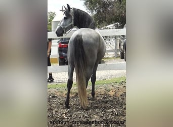 PRE Mestizo, Semental, 3 años, 163 cm, Tordo