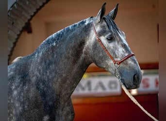 PRE Mestizo, Semental, 3 años, 163 cm, Tordo rodado