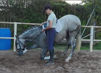 PRE, Semental, 3 años, 163 cm, Tordo rodado