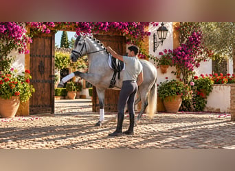 PRE, Semental, 3 años, 163 cm, Tordo rodado