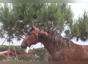 PRE Mestizo, Semental, 3 años, 163 cm, Tordo ruano