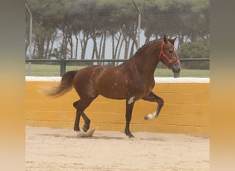 PRE Mestizo, Semental, 3 años, 163 cm, Tordo ruano