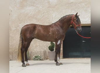 PRE Mestizo, Semental, 3 años, 163 cm, Tordo ruano