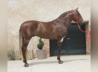 PRE Mestizo, Semental, 3 años, 163 cm, Tordo ruano