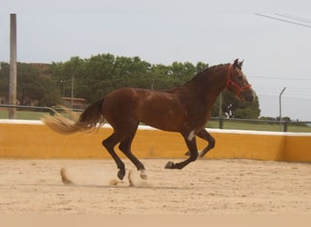 PRE Mestizo, Semental, 3 años, 163 cm, Tordo ruano