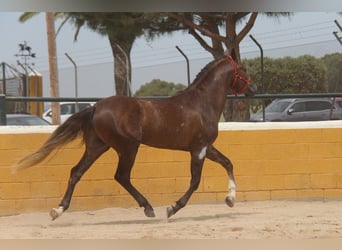 PRE Mestizo, Semental, 3 años, 163 cm, Tordo ruano
