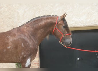 PRE Mestizo, Semental, 3 años, 163 cm, Tordo ruano