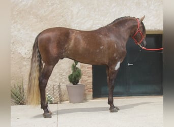 PRE Mestizo, Semental, 3 años, 163 cm, Tordo ruano