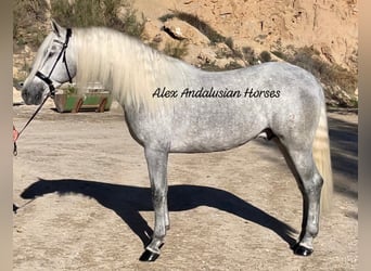 PRE Mestizo, Semental, 3 años, 163 cm, White/Blanco