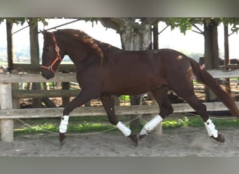 PRE Mestizo, Semental, 3 años, 164 cm, Alazán