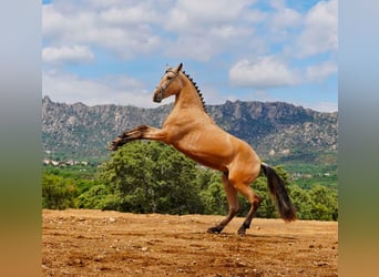 PRE, Semental, 3 años, 164 cm, Buckskin/Bayo