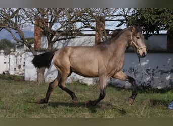 PRE Mestizo, Semental, 3 años, 164 cm, Buckskin/Bayo