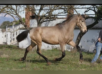 PRE Mestizo, Semental, 3 años, 164 cm, Buckskin/Bayo