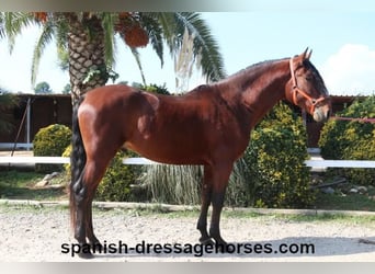 PRE Mestizo, Semental, 3 años, 164 cm, Castaño