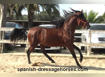 PRE Mestizo, Semental, 3 años, 164 cm, Castaño