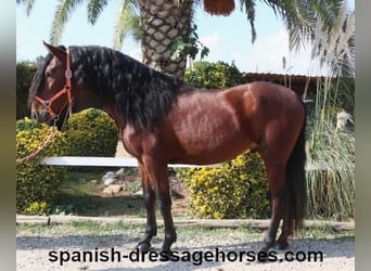 PRE Mestizo, Semental, 3 años, 164 cm, Castaño