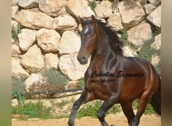 PRE Mestizo, Semental, 3 años, 164 cm, Castaño