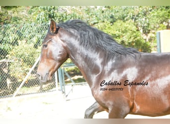 PRE Mestizo, Semental, 3 años, 164 cm, Castaño