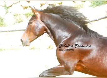 PRE Mestizo, Semental, 3 años, 164 cm, Castaño