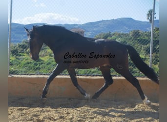 PRE Mestizo, Semental, 3 años, 164 cm, Castaño