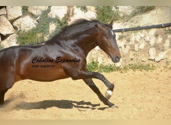 PRE Mestizo, Semental, 3 años, 164 cm, Castaño