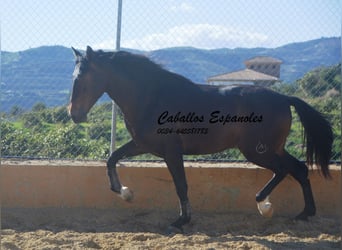 PRE Mestizo, Semental, 3 años, 164 cm, Castaño