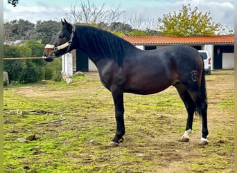 PRE Mestizo, Semental, 3 años, 164 cm, Castaño oscuro