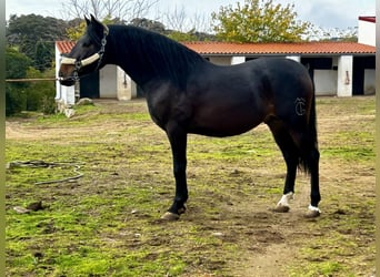 PRE Mestizo, Semental, 3 años, 164 cm, Castaño oscuro