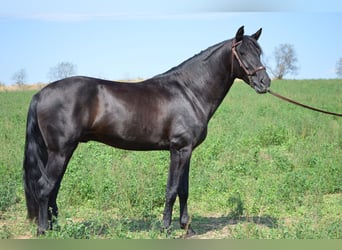 PRE Mestizo, Semental, 3 años, 164 cm, Negro