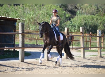 PRE Mestizo, Semental, 3 años, 164 cm, Negro