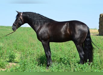 PRE Mestizo, Semental, 3 años, 164 cm, Negro