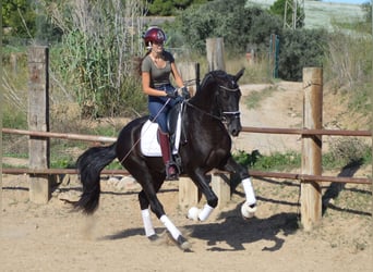 PRE Mestizo, Semental, 3 años, 164 cm, Negro