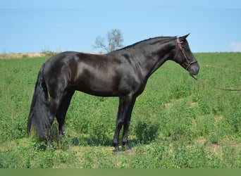 PRE Mestizo, Semental, 3 años, 164 cm, Negro