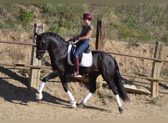 PRE Mestizo, Semental, 3 años, 164 cm, Negro