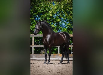 PRE Mestizo, Semental, 3 años, 164 cm, Negro