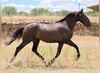 PRE Mestizo, Semental, 3 años, 164 cm, Negro
