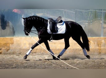 PRE Mestizo, Semental, 3 años, 164 cm, Negro