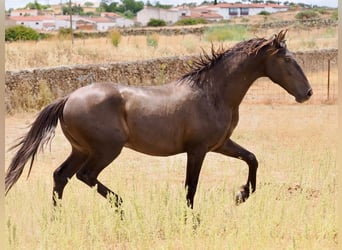 PRE Mestizo, Semental, 3 años, 164 cm, Negro