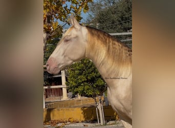 PRE Mestizo, Semental, 3 años, 164 cm, Perlino