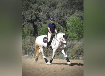 PRE Mestizo, Semental, 3 años, 164 cm, Tordo